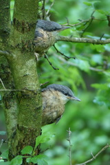 Sitta europaea rubiginosa