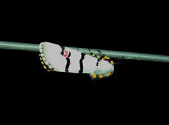 Diaphone mossambicensis