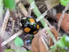 Harmonia axyridis