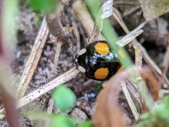Harmonia axyridis