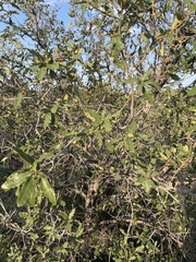 Anisota oslari