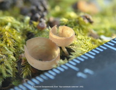 Ciboria coryli