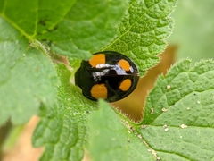 Harmonia axyridis