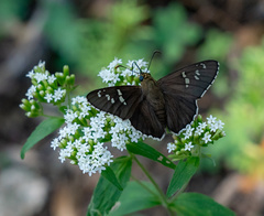 Apyrrothrix araxes