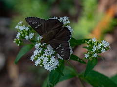 Apyrrothrix araxes
