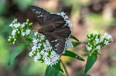 Apyrrothrix araxes