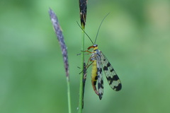 Panorpa nigrirostris