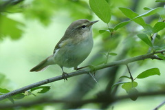 Phylloscopus collybita menzbieri