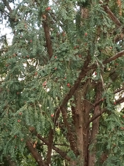 Taxus baccata
