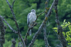 Accipiter badius cenchroides
