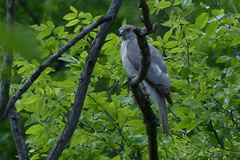 Accipiter badius cenchroides