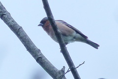 Fringilla coelebs transcaspia