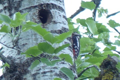 Dendrocopos major poelzami