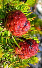 Leucadendron teretifolium