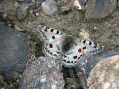Parnassius jacquemontii