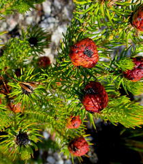Leucadendron teretifolium