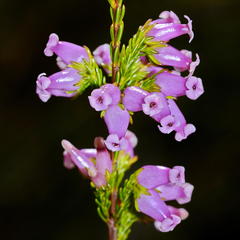 Erica daphniflora daphniflora