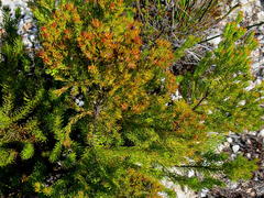 Leucadendron teretifolium