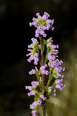 Erica daphniflora daphniflora