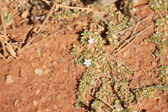 Dentella asperata