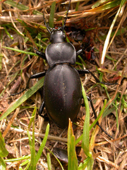 Carabus glabratus