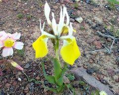 Moraea flava