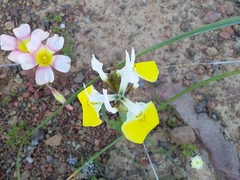 Moraea flava