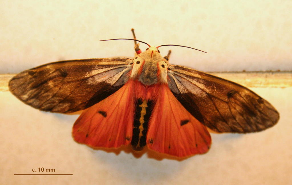 Lichen Tiger