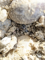 Saldidae