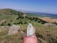 Pseudophilotes vicrama