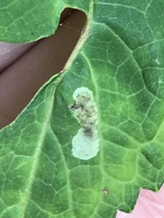 Calycomyza eupatoriphaga
