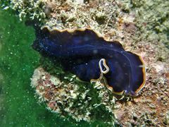 Pseudobiceros hancockanus