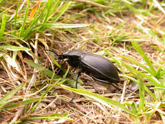 Carabus glabratus