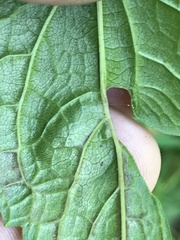Calycomyza eupatoriphaga