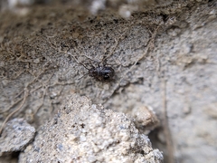 Saldidae