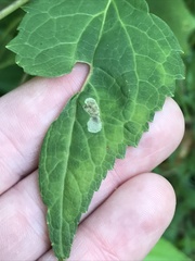Calycomyza eupatoriphaga