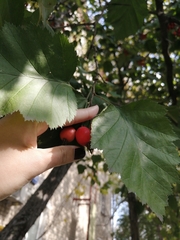 Crataegus