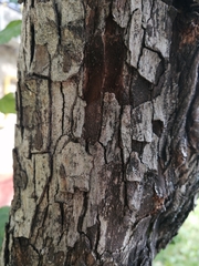 Crataegus