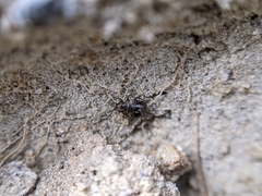 Saldidae
