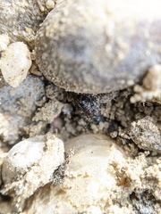 Saldidae