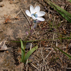 Ixia versicolor