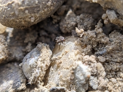 Saldidae