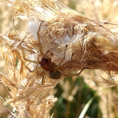 Cheiracanthium punctorium