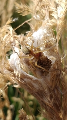 Cheiracanthium punctorium