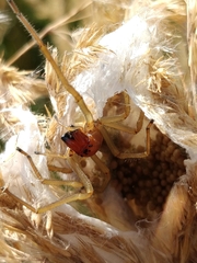 Cheiracanthium punctorium