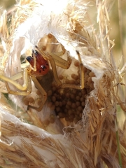 Cheiracanthium punctorium