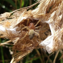 Cheiracanthium punctorium