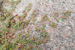 Euphorbia glyptosperma