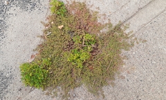 Euphorbia glyptosperma