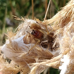 Cheiracanthium punctorium